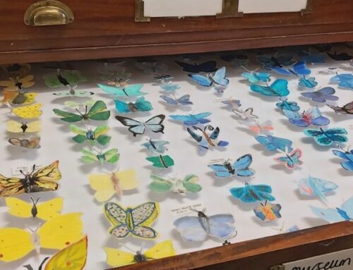 A Bounty of Butterflies at Moreton Hall
